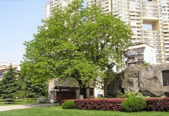 庭院的“主心骨”该怎么选择？