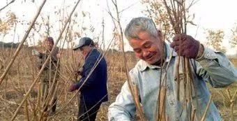 植物修剪技术，你了解多少？