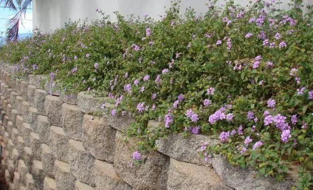 混合花境设计与种植建议！-园林景观干货