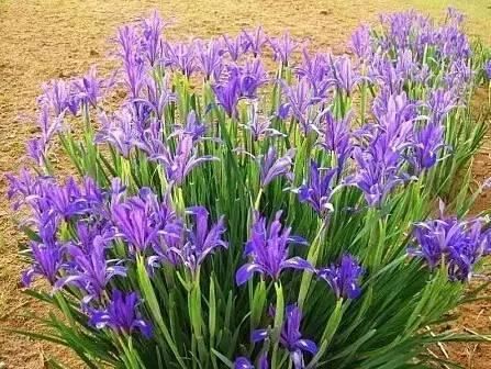 花境设计不用愁，国内60种热门花境植物汇总
