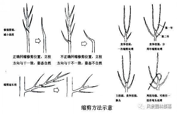 在这个看脸的时代，园林植物也需要"整形"！一起聊聊园林植物修剪