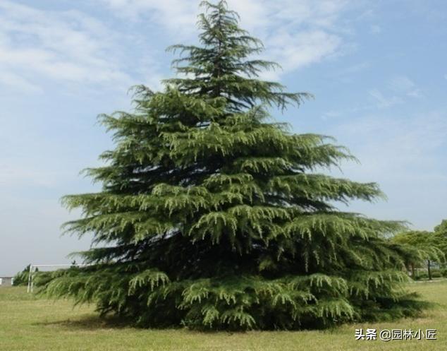 园林植物观赏特性 | 重点树木的心理效应（干货）