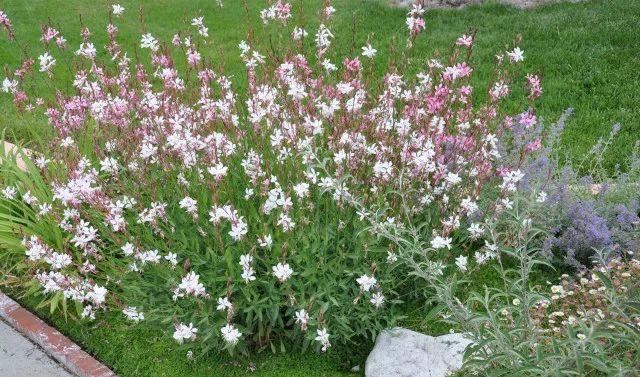 混合花境设计与种植建议！-园林景观干货