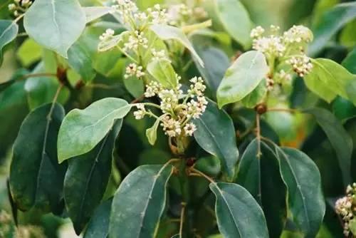 80种常见园林植物 · 景观设计师必知