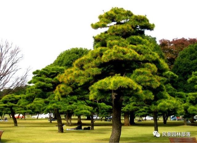 在这个看脸的时代，园林植物也需要"整形"！一起聊聊园林植物修剪