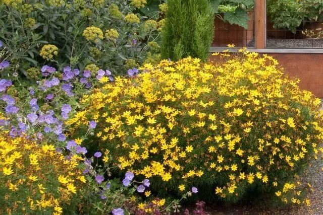 混合花境设计与种植建议！-园林景观干货