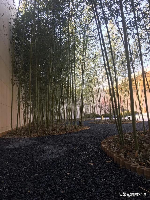 竹子在园林景观中的应用，创新不断，备受现代人的喜爱
