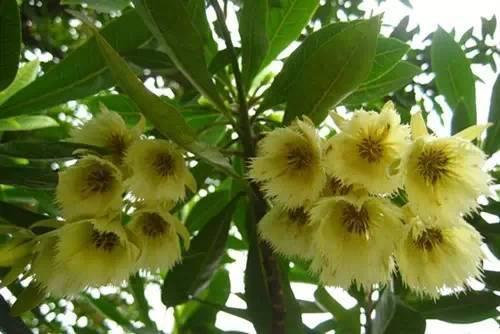 80种常见园林植物 · 景观设计师必知