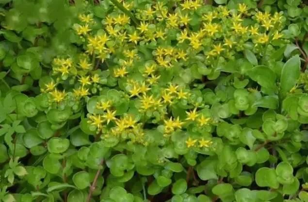 花境设计不用愁，国内60种热门花境植物汇总