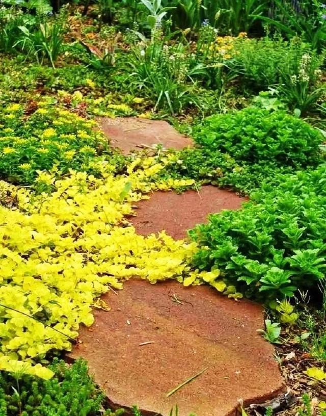 地被植物，给院子铺层地毯