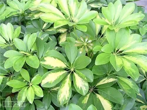 80种常见园林植物 · 景观设计师必知