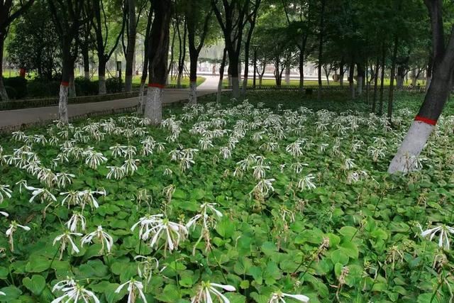 园林绿化中常用的耐阴地被植物
