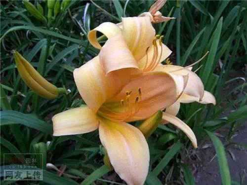 80种常见园林植物 · 景观设计师必知