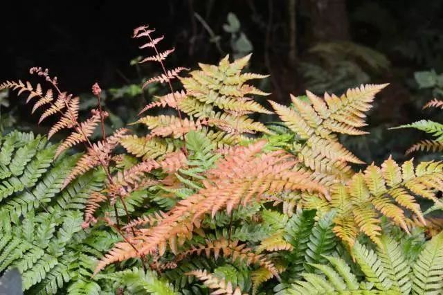 混合花境设计与种植建议！-园林景观干货
