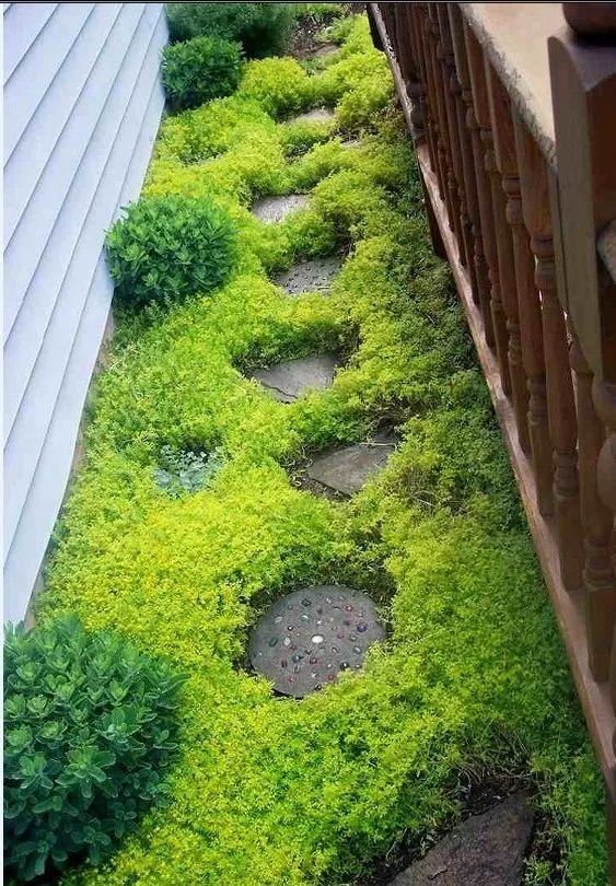 地被植物，给院子铺层地毯