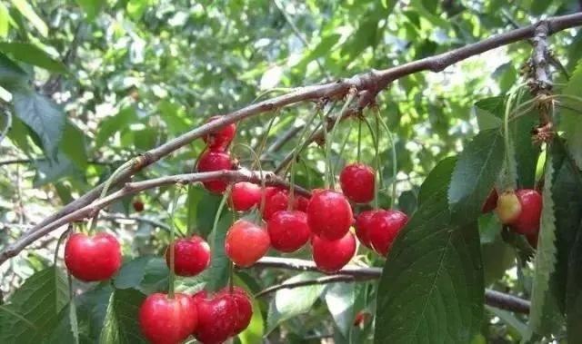 庭院的“主心骨”该怎么选择？
