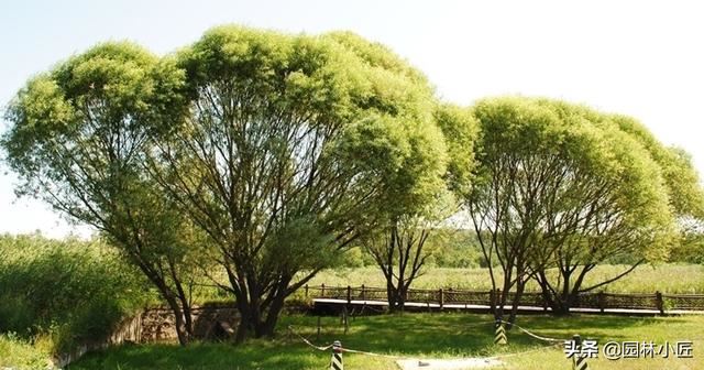 园林植物观赏特性 | 重点树木的心理效应（干货）