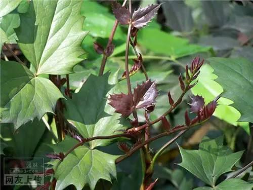 80种常见园林植物 · 景观设计师必知