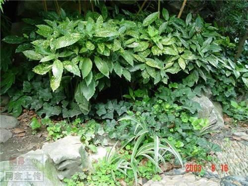 80种常见园林植物 · 景观设计师必知