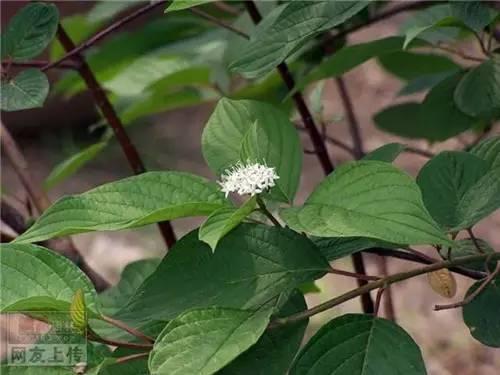 80种常见园林植物 · 景观设计师必知