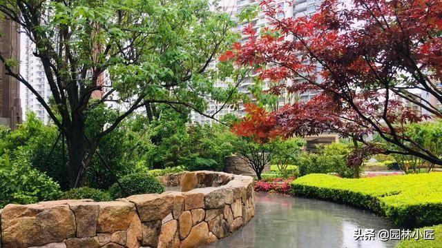 提高种植和管理移栽苗木的成活率，只需抓住这5点
