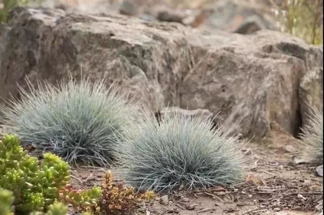 适合养石板路旁边的6种低矮植物，耐旱又耐寒