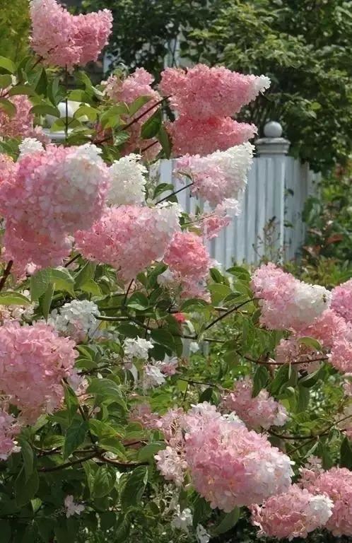 技巧：庭院花园植物配置