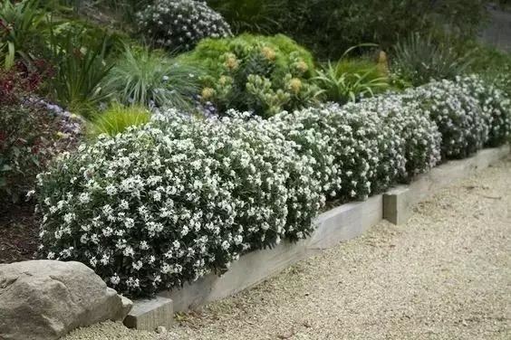 技巧：庭院花园植物配置