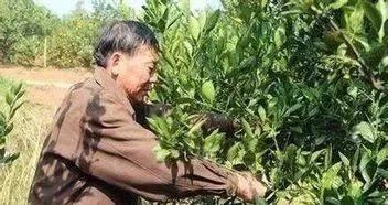 植物修剪技术，你了解多少？