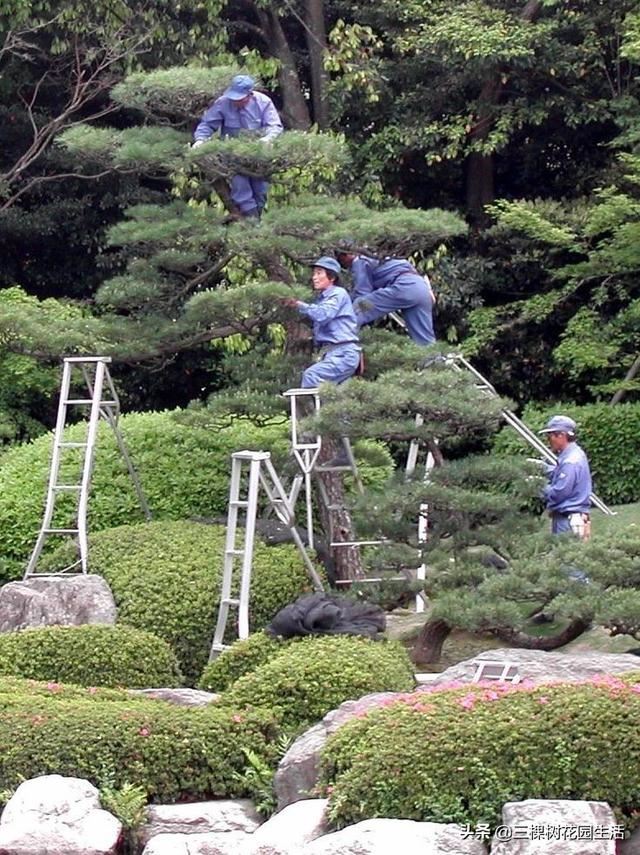 你看到美好的花园植物都要靠园艺师日常不断修正