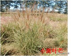 北方园林行业比较火的观赏草 | 高50-80厘米