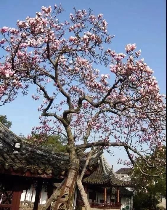 庭院的“主心骨”该怎么选择？