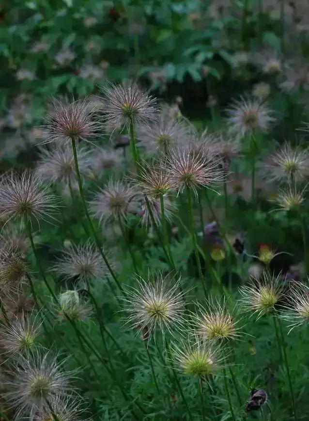 技巧：庭院花园植物配置