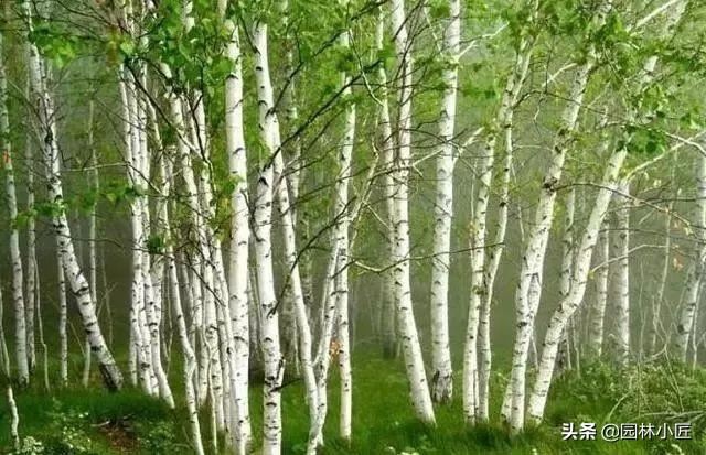 园林绿化施工的详细流程步骤