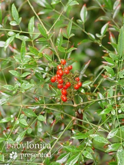 80种常见园林植物 · 景观设计师必知