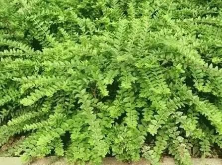花境设计不用愁，国内60种热门花境植物汇总