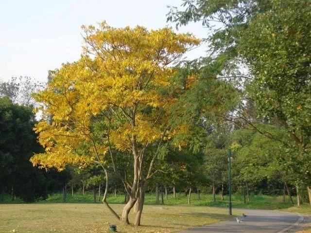 庭院的“主心骨”该怎么选择？