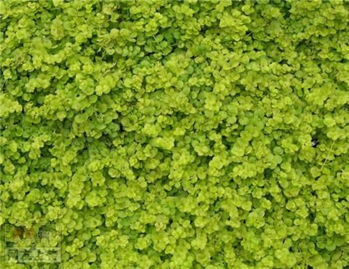 80种常见园林植物 · 景观设计师必知