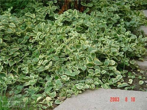 80种常见园林植物 · 景观设计师必知