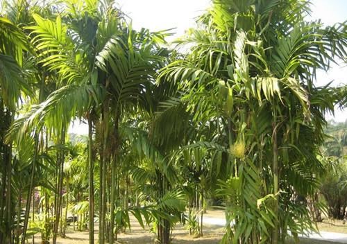 80种常见园林植物 · 景观设计师必知