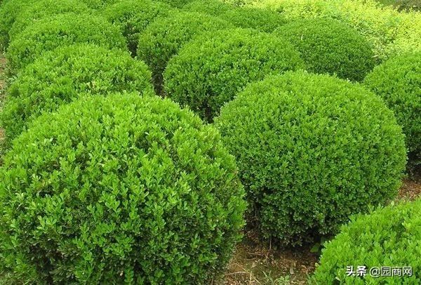 绿篱苗有很多种，但都没有这9种应用广泛