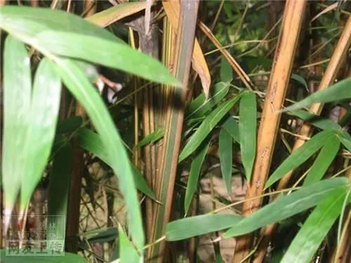 80种常见园林植物 · 景观设计师必知