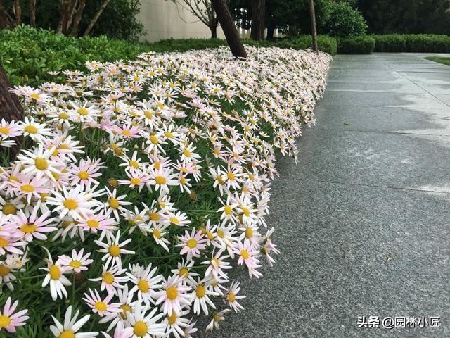 提高种植和管理移栽苗木的成活率，只需抓住这5点