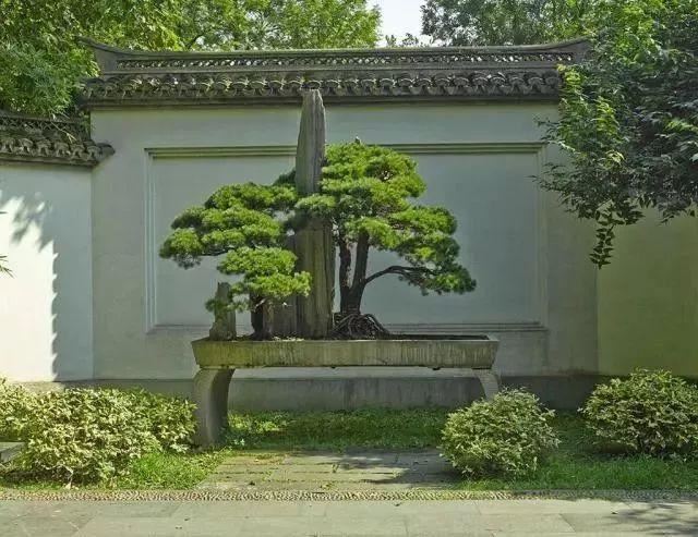 庭院的“主心骨”该怎么选择？