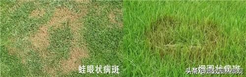 园林植物常见病虫害汇总（收藏篇），或许对你有用！持续更新
