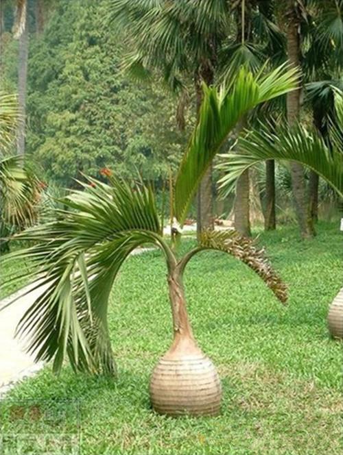 80种常见园林植物 · 景观设计师必知