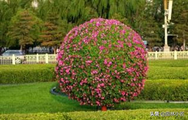 园林植物观赏特性 | 重点树木的心理效应（干货）