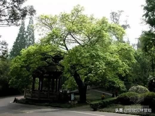 30种·常用落叶乔木，超详细！景观必备