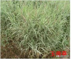 北方园林行业比较火的观赏草 | 高50-80厘米