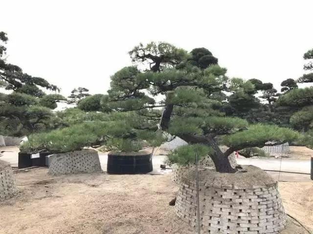 庭院的“主心骨”该怎么选择？